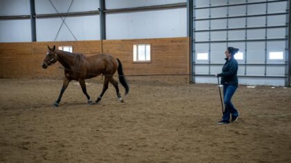 Trygg håndtering av hest fra bakken i hverdagen
