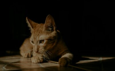 Trygg sommer for innekatt og utekatt i varme perioder