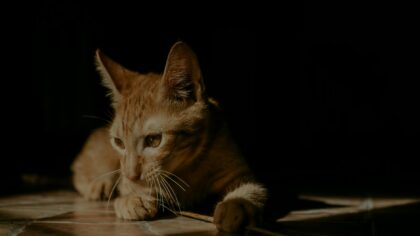 Trygg sommer for innekatt og utekatt i varme perioder