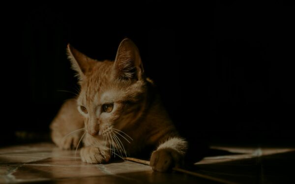Trygg sommer for innekatt og utekatt i varme perioder
