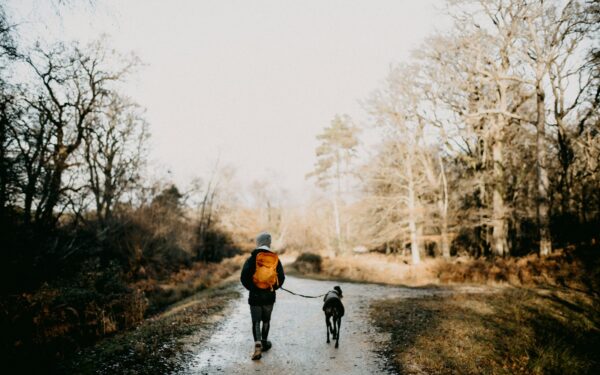 Tur i skogen med hund: slik får dere en trygg og givende opplevelse