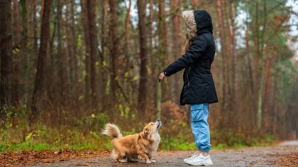 Unghund i hverdagen: slik kommer du gjennom den «tullete» perioden uten å bli gal