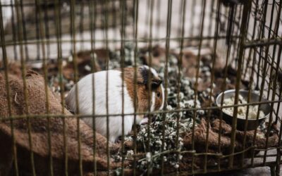 Vann til smådyr: gode vaner for kanin, marsvin og hamster i hverdagen
