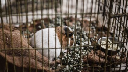 Vann til smådyr: gode vaner for kanin, marsvin og hamster i hverdagen