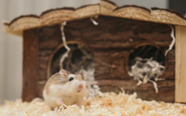 Burmiljø for hamster: slik lager du et variert og stimulerende hjem