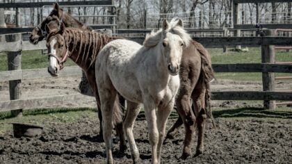 Bygge tillit mellom hest og menneske uten press: små grep som gir stor forskjell
