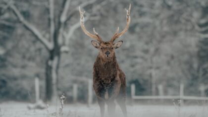 Dyr om vinteren: slik klarer ville dyr kulda og snøen i norske landskap