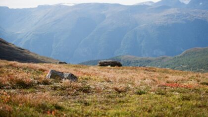 Dyr på fjellet om sommeren: trygg og hensynsfull ferdsel i høyfjellet