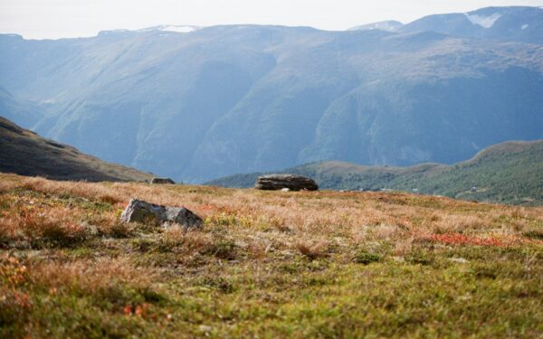 Dyr på fjellet om sommeren: trygg og hensynsfull ferdsel i høyfjellet