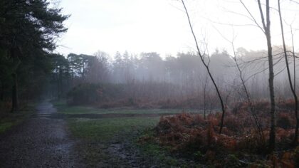 Dyrelyder i skogen: slik lærer du å kjenne igjen hvem som «snakker»
