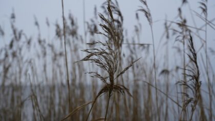 Dyrene i myra: en praktisk guide til å utforske våtmark på trygg avstand