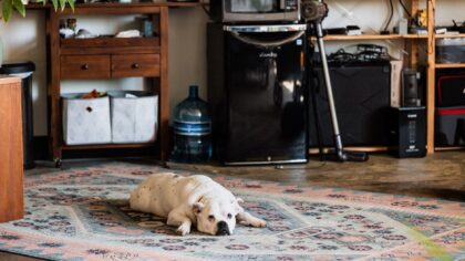 Eldre hund i hverdagen: slik gir du en god seniortid