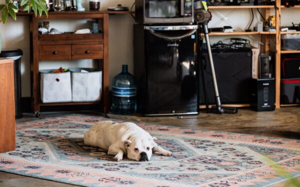 Eldre hund i hverdagen: slik gir du en god seniortid