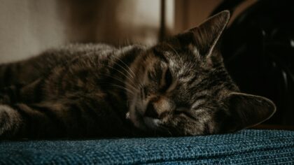 Eldre katt i huset: slik gjør du hverdagen mildere, mykere og mer interessant