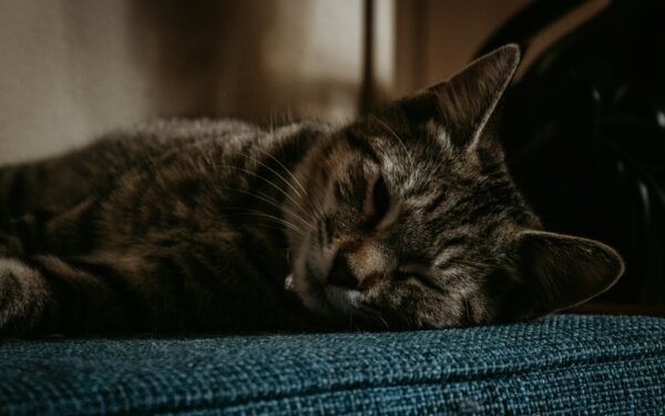 Eldre katt i huset: slik gjør du hverdagen mildere, mykere og mer interessant