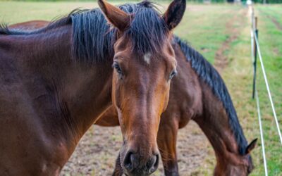 Flått og hest: slik beskytter du hesten din gjennom flåttsesongen