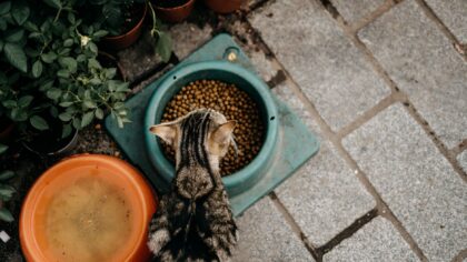 Fôrbytte for katt gjort enkelt: slik skifter du mat uten stress og vond mage