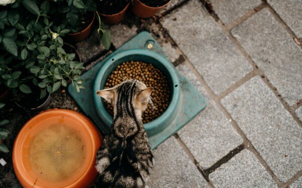 Fôrbytte for katt gjort enkelt: slik skifter du mat uten stress og vond mage