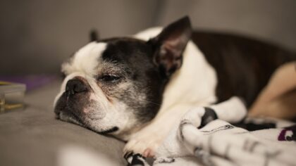 Fordøyelsesproblemer hos hund: vanlige årsaker, tegn og hva du kan gjøre