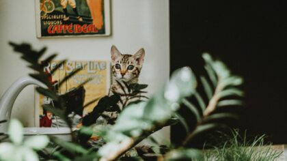 Giftige planter for hund og katt: vanlige arter i hjem og hage du bør kjenne til