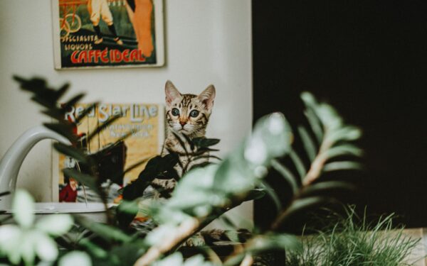 Giftige planter for hund og katt: vanlige arter i hjem og hage du bør kjenne til
