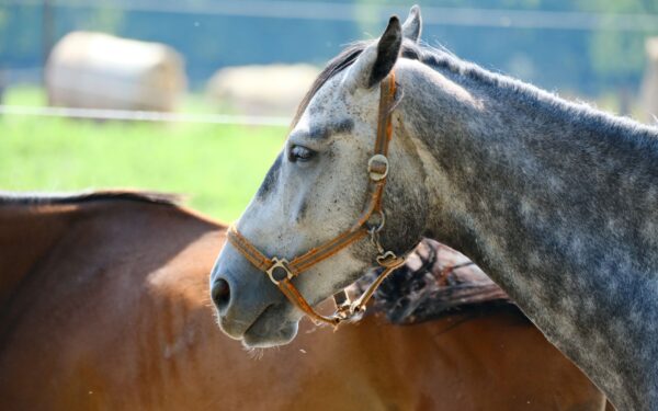 Grime til hest i daglig bruk: slik velger og tilpasser du for god komfort og kontroll