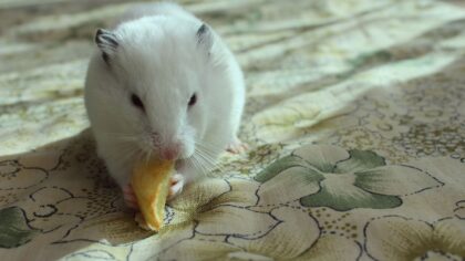 Grønnsaker til små gnagere: sunn variasjon for hamster, rotte og gerbil