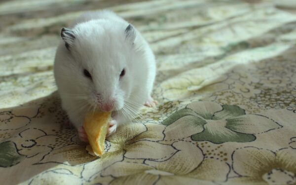 Grønnsaker til små gnagere: sunn variasjon for hamster, rotte og gerbil