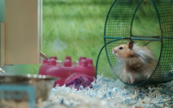 Hamsterhelse for nye eiere: enkel guide til et godt liv i et lite bur