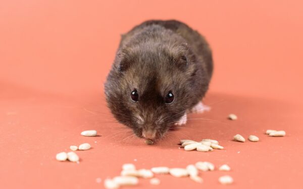 Hamsterhelse for nye eiere: enkel guide til et godt liv i liten kropp