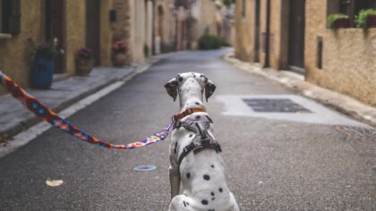 Hund i borettslag og sameie: slik skaper du et rolig, hundevennlig nabolag