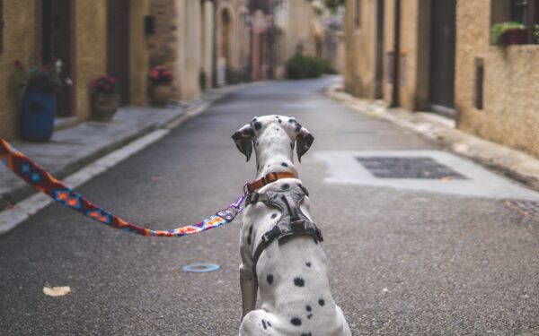 Hund i borettslag og sameie: slik skaper du et rolig, hundevennlig nabolag