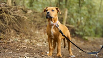 Hund i skogen: gode vaner for sikre og hyggelige turer i naturen