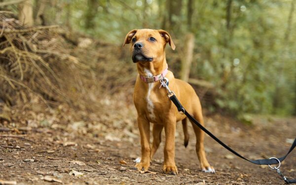 Hund i skogen: gode vaner for sikre og hyggelige turer i naturen