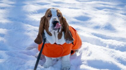 Hund om vinteren: praktisk guide til varme, aktivitet og sikkerhet i kulda