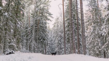 Hund på vintertur i skog og fjell: slik gjør du turen trygg og fin året rundt