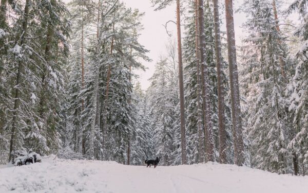 Hund på vintertur i skog og fjell: slik gjør du turen trygg og fin året rundt
