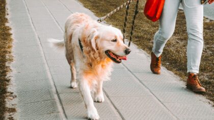 Hundesele i praksis: slik velger og bruker du sele som gir trygghet og bevegelsesfrihet