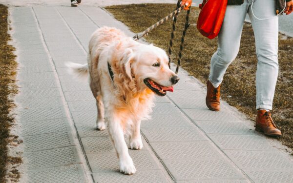 Hundesele i praksis: slik velger og bruker du sele som gir trygghet og bevegelsesfrihet