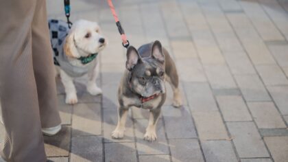 Hundeskikk i byen: slik gjør du byturen trygg og hyggelig for alle