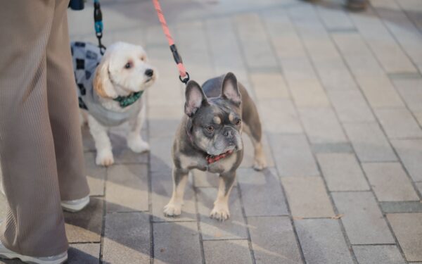 Hundeskikk i byen: slik gjør du byturen trygg og hyggelig for alle