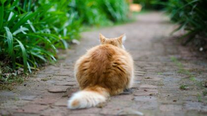 Hvordan gjøre utekattlivet sikrere: praktiske råd for både katt og eier