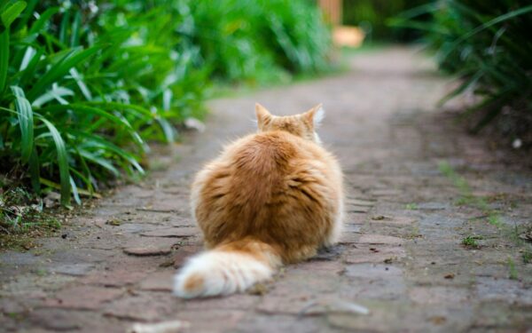 Hvordan gjøre utekattlivet sikrere: praktiske råd for både katt og eier