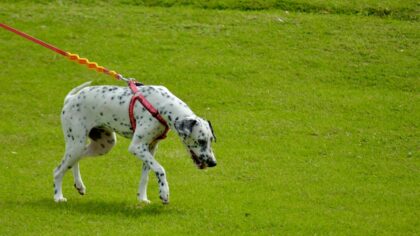 Innkallingstrening for hund: en enkel plan som fungerer i hverdagen