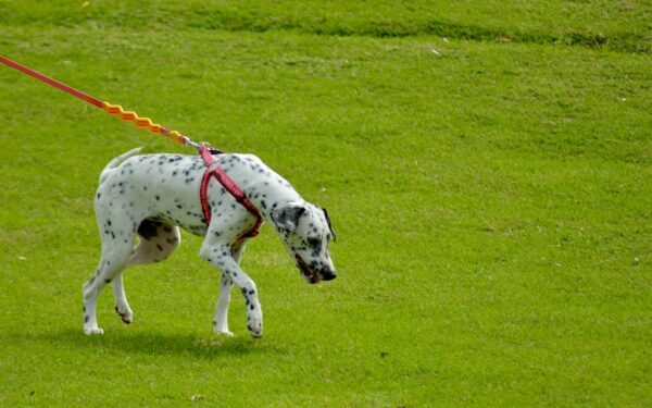Innkallingstrening for hund: en enkel plan som fungerer i hverdagen