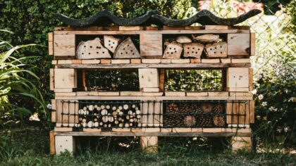 Insekthotell i hagen: slik gir du villbiene et trygt hjem