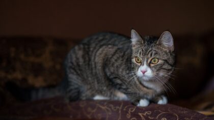 Katt for nybegynnere: praktisk startguide til et godt liv med katt