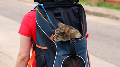 Katt i bil: praktisk guide til roligere bilturer med pus