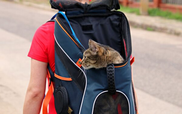 Katt i bil: praktisk guide til roligere bilturer med pus