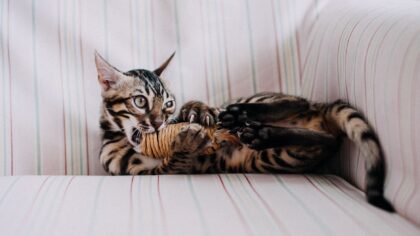 Katt og hverdagsaktivitet: en enkel guide til en mer fornøyd innekatt